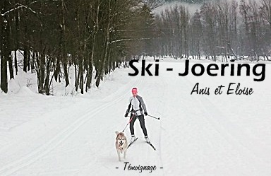 ski-joering-chien