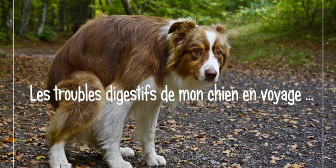 diarrhée-chien