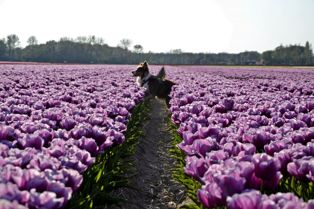 tulipe hollande