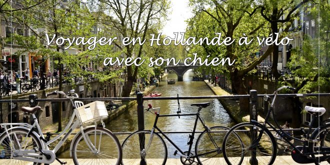 vélo hollande chien