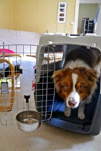 installation cage chien avion
