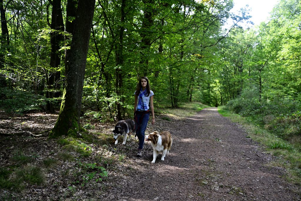 forêt de lespinasse