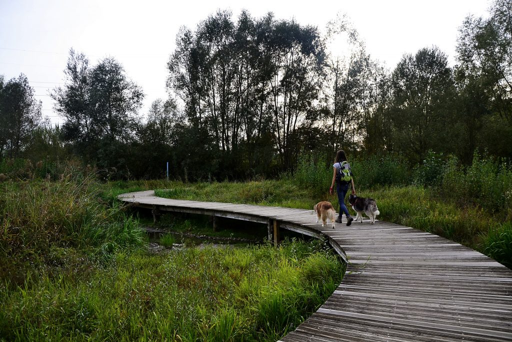 gravière aux oiseaux