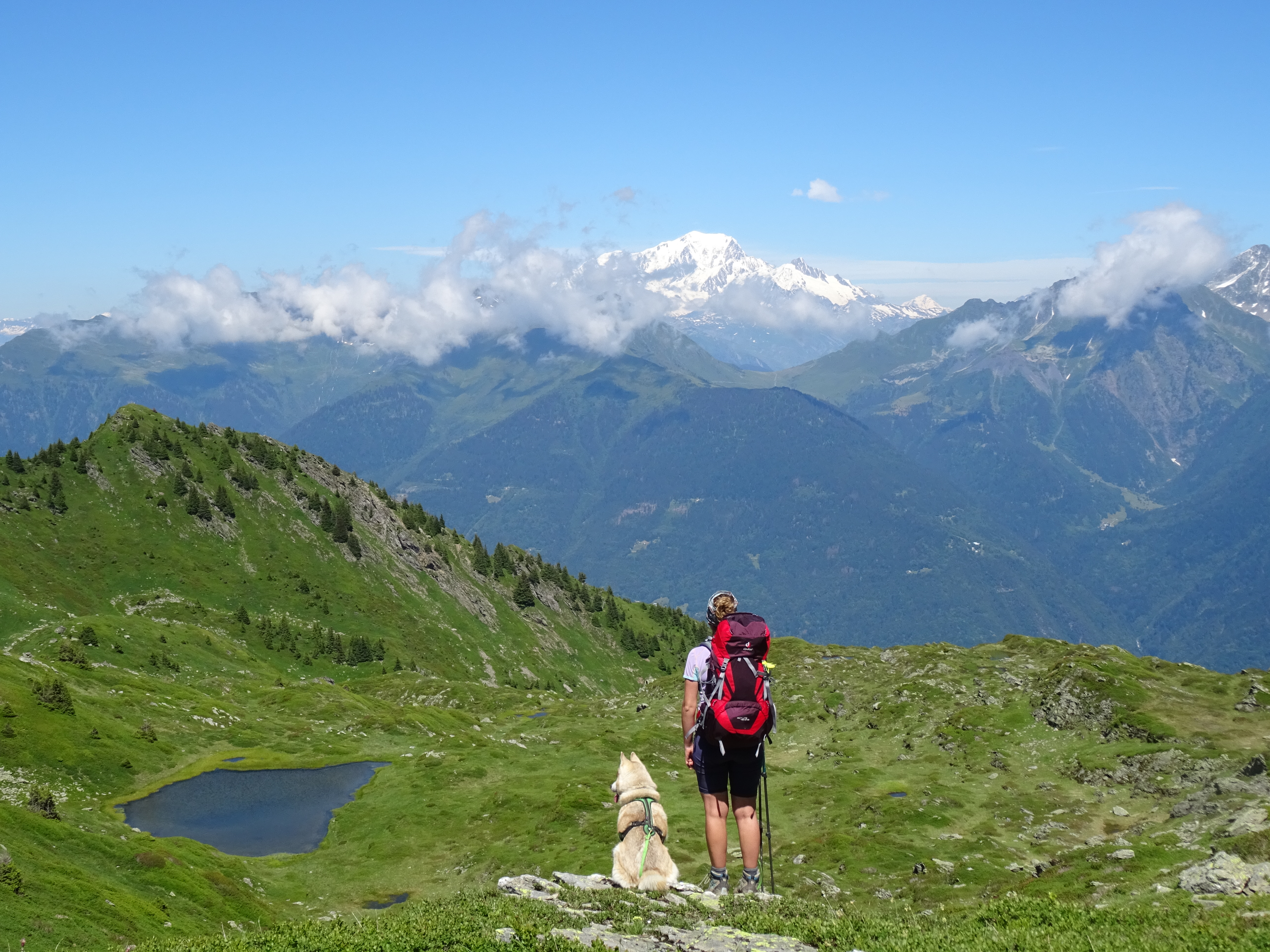 bivouac chien randonnée