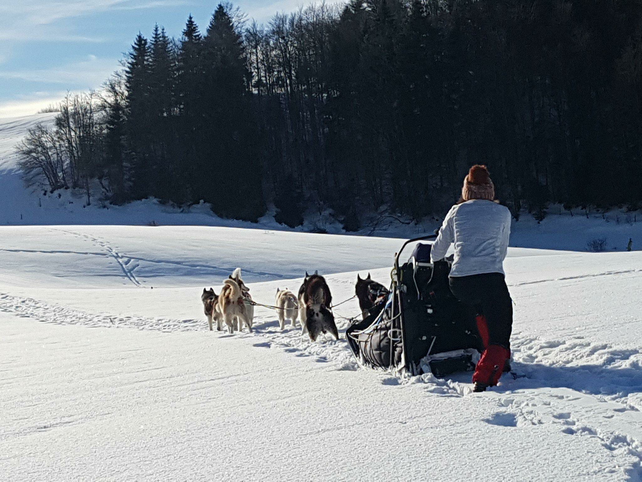 chien de traîneau