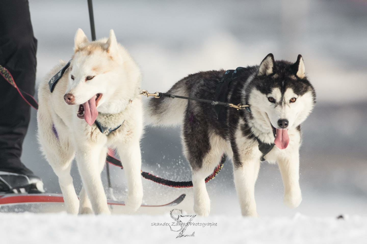 huskies sibériens