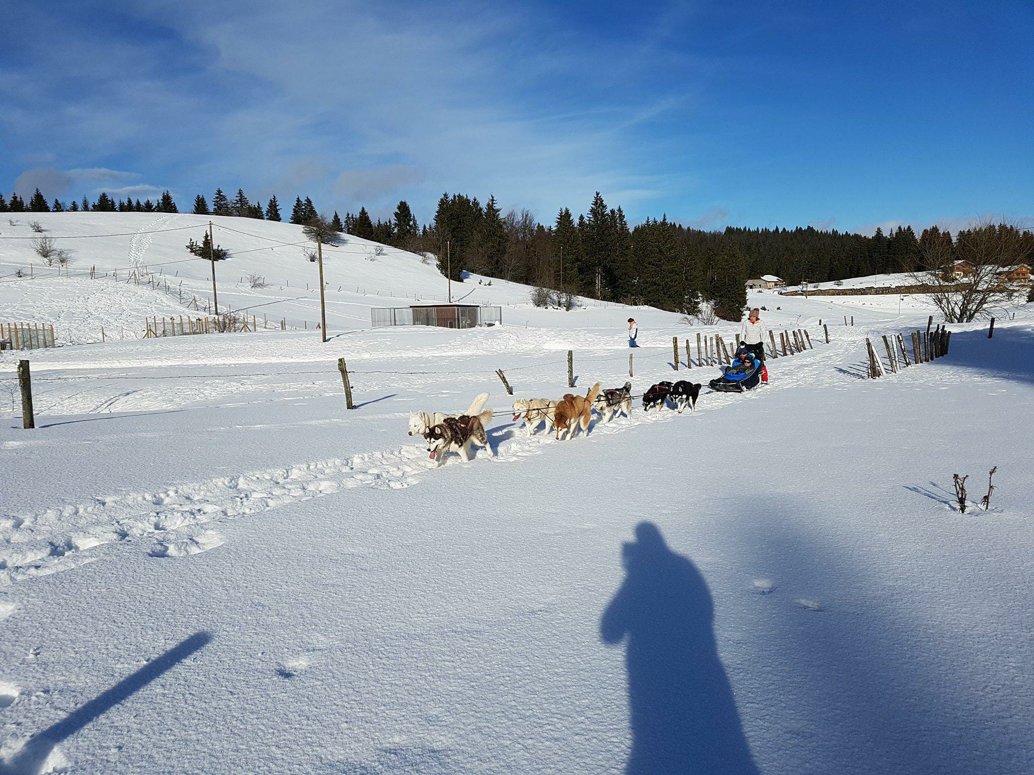 huskies traîneau