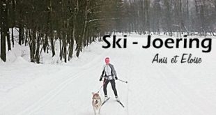 ski-joering-chien