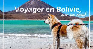 lac titicaca chien