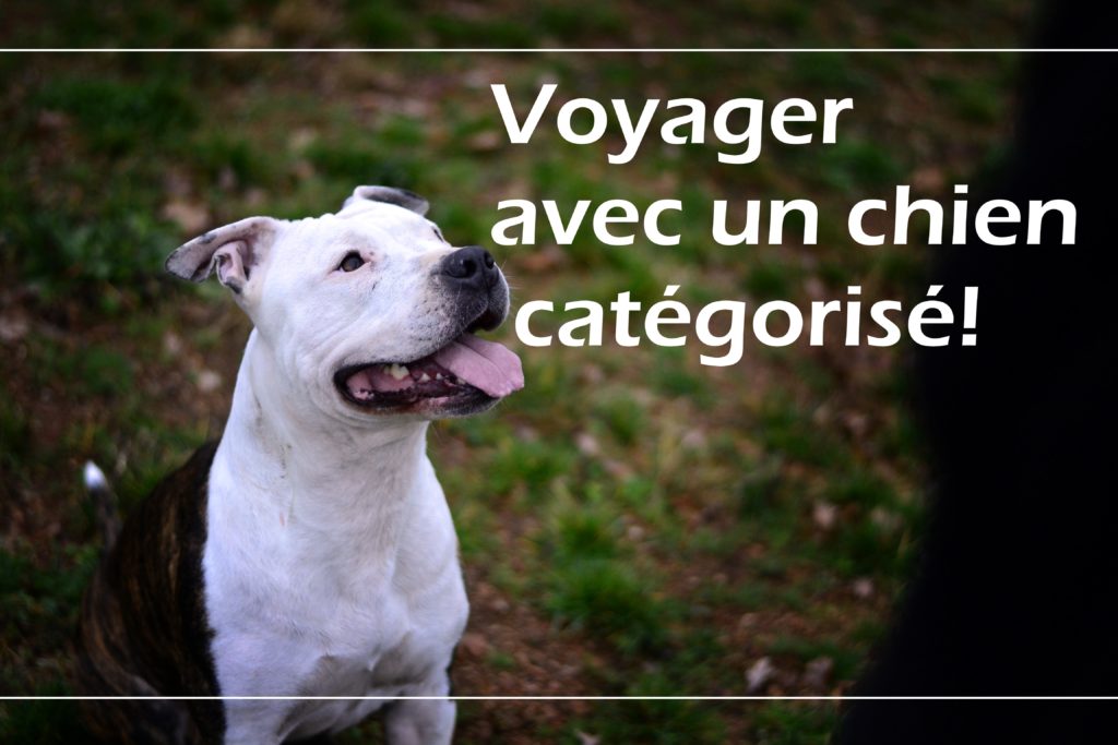 Comment Voyager Avec Un Chien Catégorisé