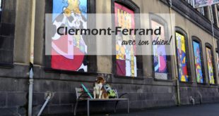 Clermont Ferrand chien