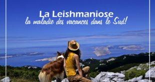 Leishmaniose chien
