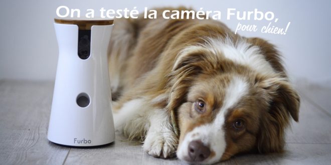 camera dog