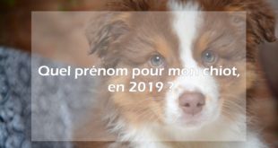 prénom de chien
