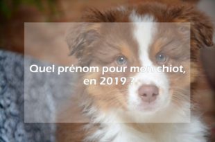 prénom de chien